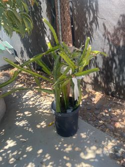 Dragon fruit