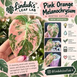 💗 Highly Variegated Pink Orange Melanochrysum