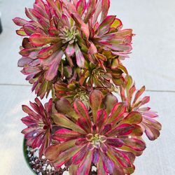 Aeonium Mardi Gras Imported