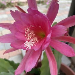Epiphyllum Orchid Stem Cutting Pink And Dark Pink With Stripes
