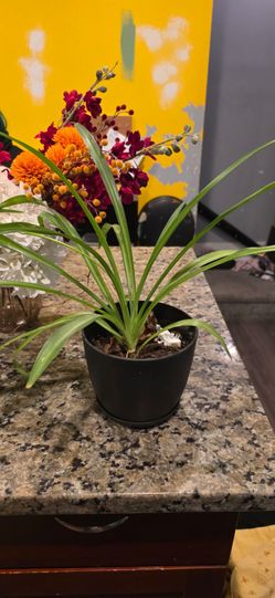 Spider plant