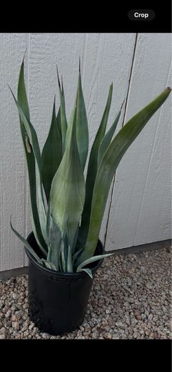 Large Smooth Agave Plant