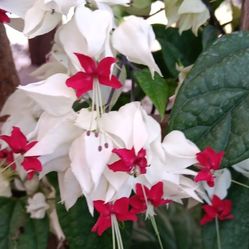 Beautiful Bleeding heart plants 3gl $25