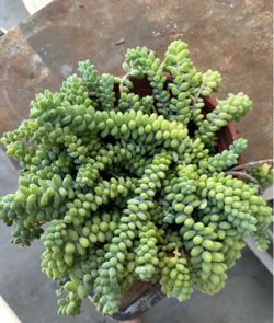 Donkey tail succulent plant in one gallon pot