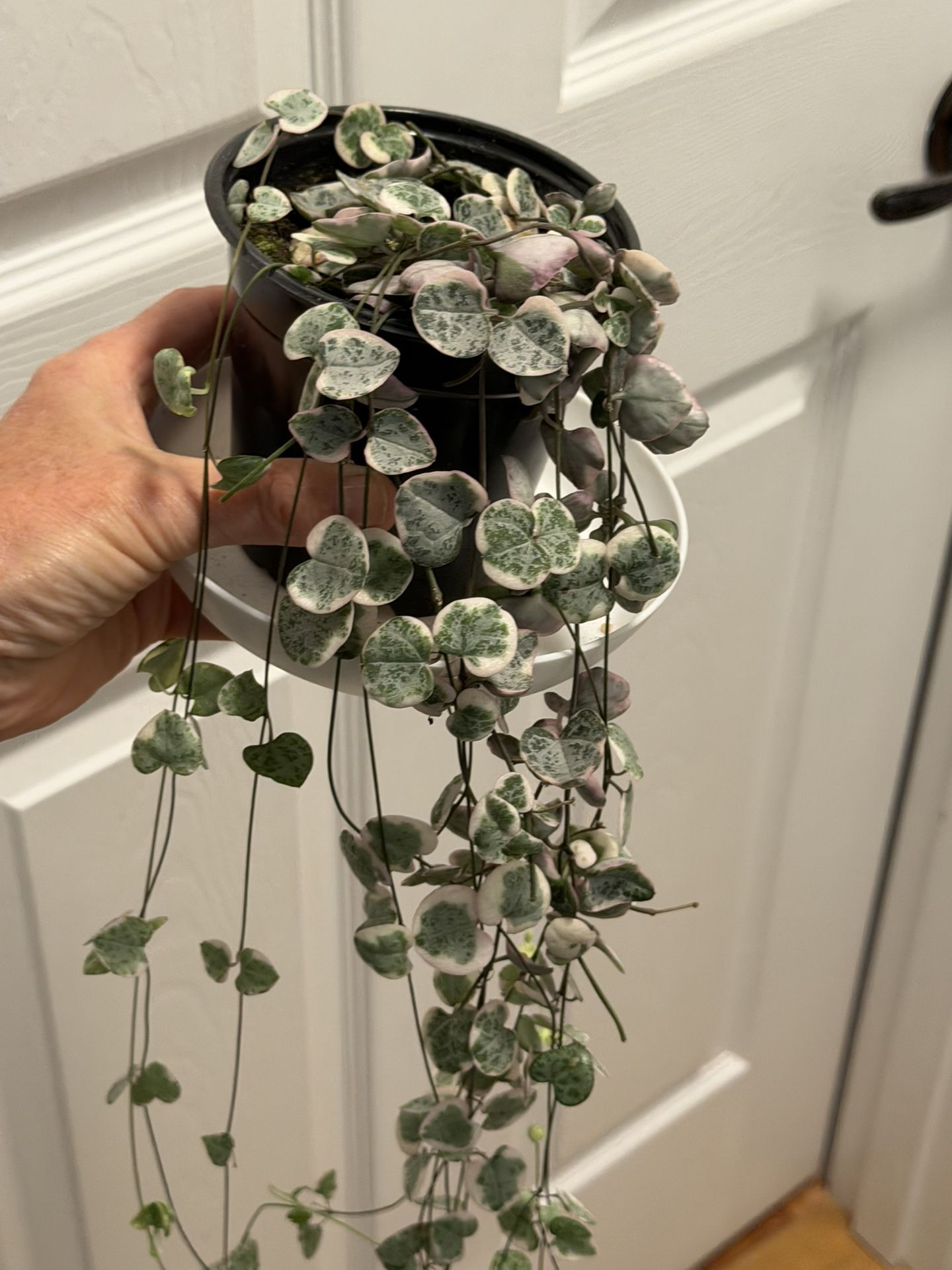 Variegated String Of Hearts