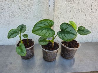 Philodendron Mamei Silver Cloud Plant