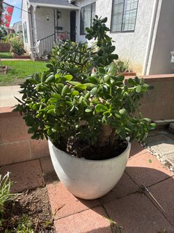 Large Jade Plant in White Pot