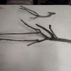 Branches/Bird Perches