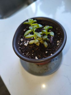 Starter Graptopetalum Bronze Succulent – Rooted Cutting in Fresh Soil