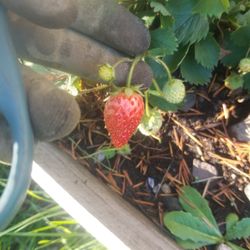 Free strawberry starts