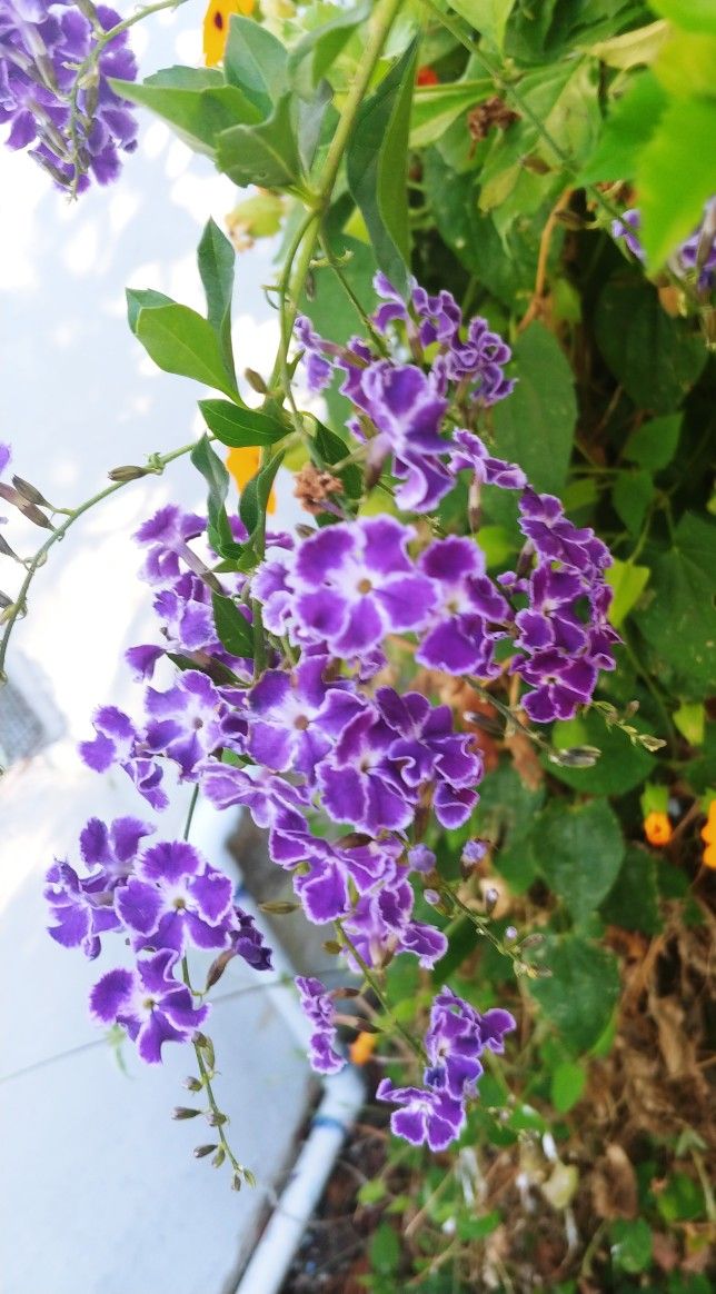 Golden Dewdrop/ sky flower plant, live plant 蕾絲金露花,