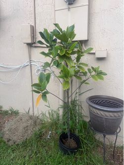 Jack Fruit