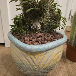 RARE Plants For Sale!!