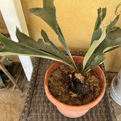 Large Potted Staghorn Fern Plant 🪴 ( Indoor Plant / Shade)