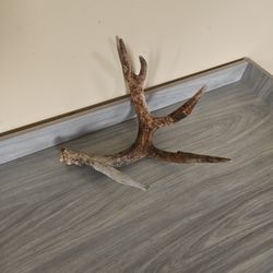 Deer Antler