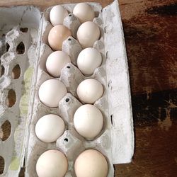 Eggs Galore! Grown Local grays Harbor 
