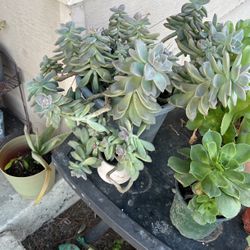 Succulents And Plants For Sale