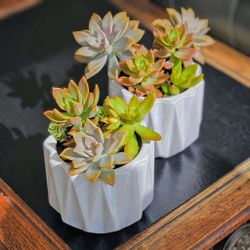 🪴🪴🪴🔥Beautiful Live Succulent Plants from an 11-Year Old🧖‍♂️ Entrepreneur/Grower!!