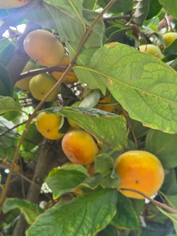 Persimmons
