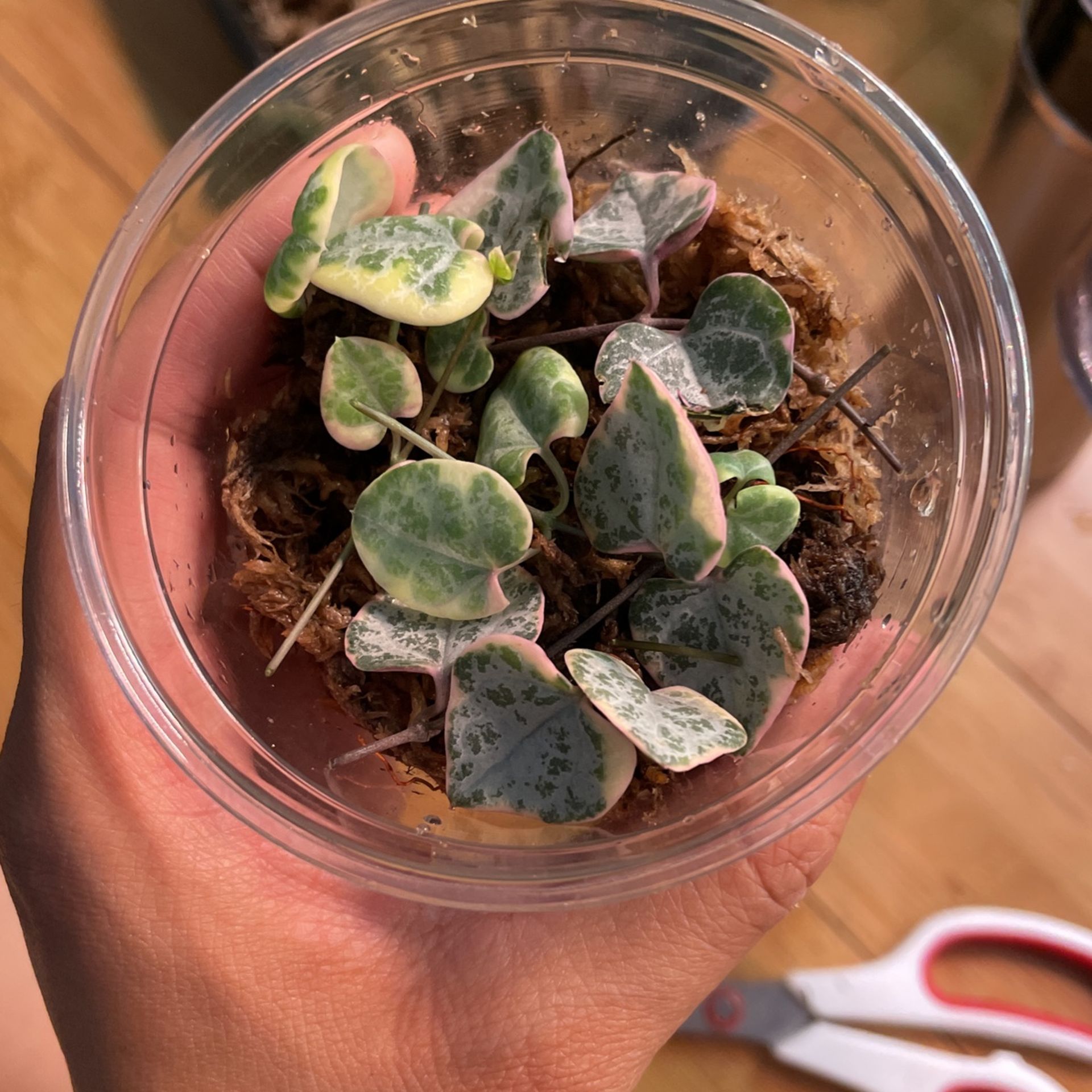 Unrooted Variegated String of Hearts