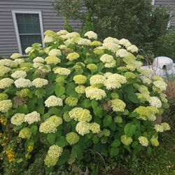 Plants And Bushes