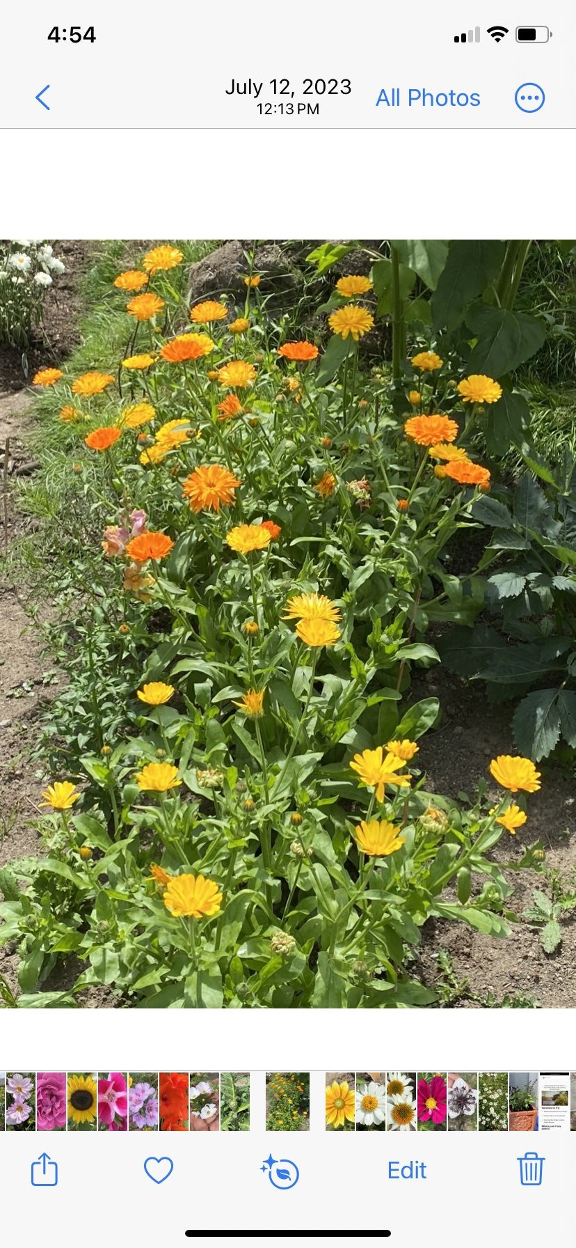 Pacific Beauty Calendula Plants