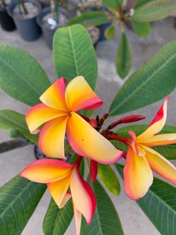 Puu Kahea plumeria