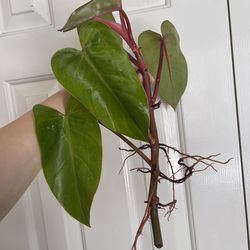 Philodendron Red Emerald plant CUTTING- rooted