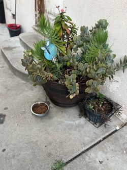 Succulent Plant huge with Pot