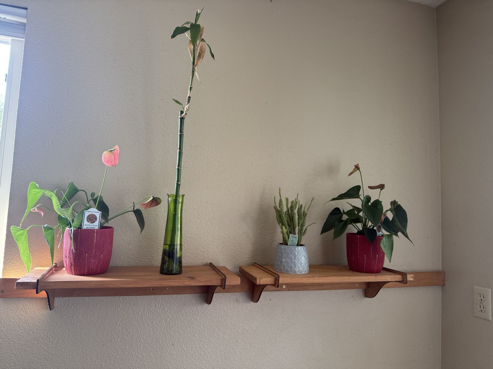 Plants