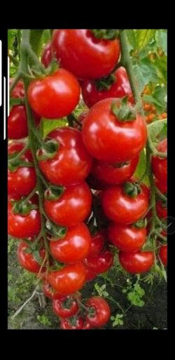 Organic Large cherry tomatoes plant in a week you will eat organic tomatoes 10-inch Grower P-