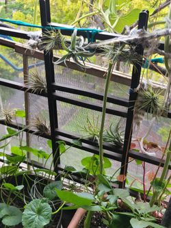 Air plants