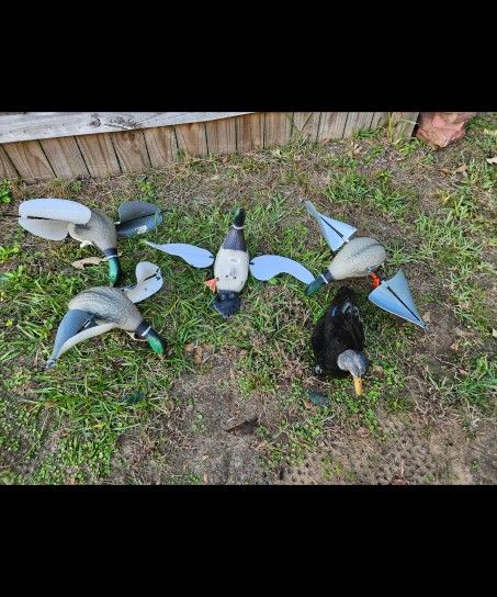 Ducks