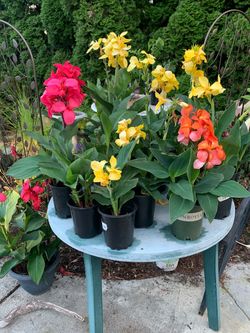 Flowers & Plants - Individually Priced