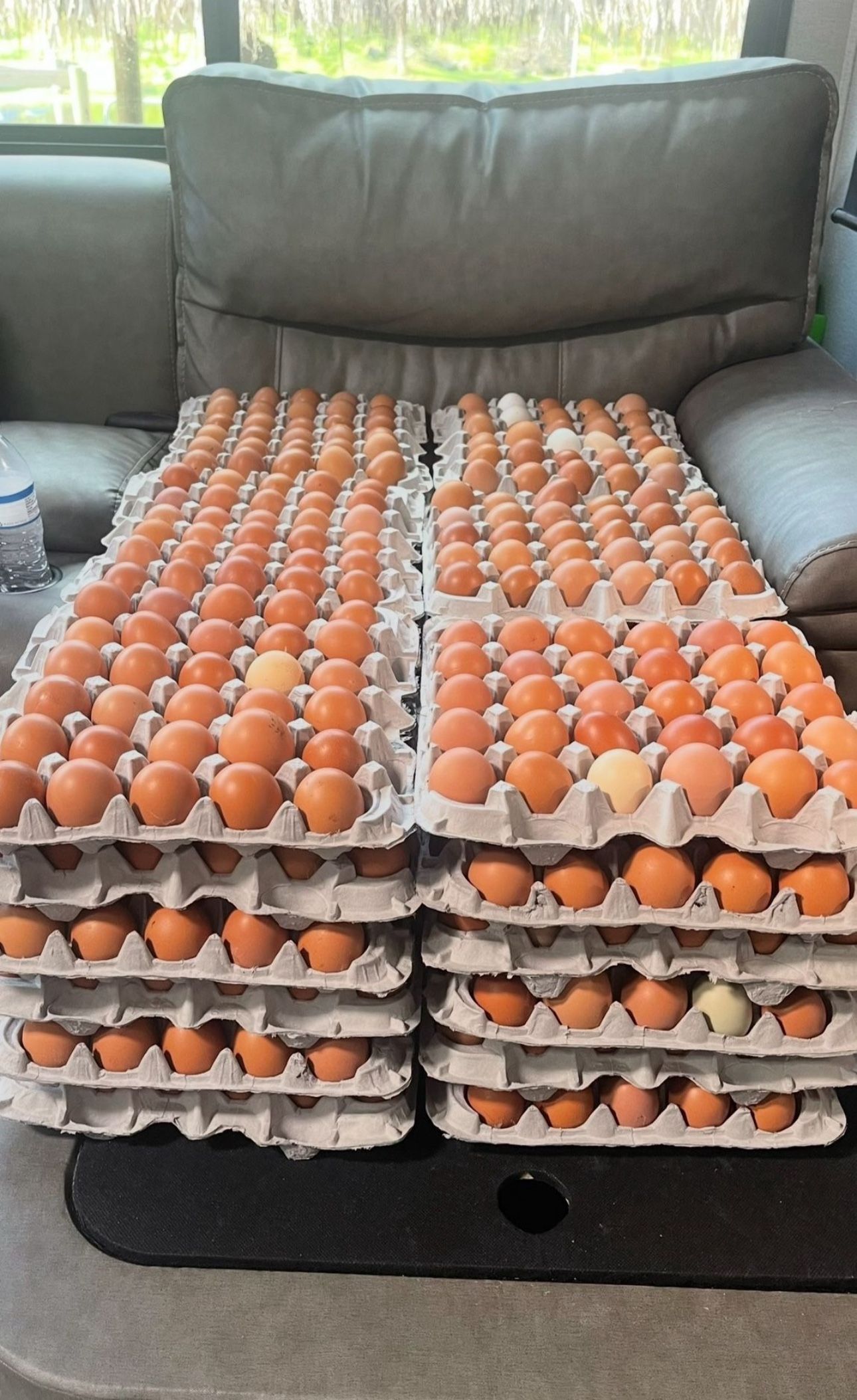 FARM FRESH CHICKEN EGGS (30 count)