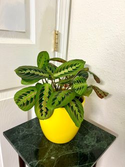 Prayer 🙏 Plant 🪴 