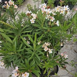 Plantas De Laurel Rosa Con Amarillo