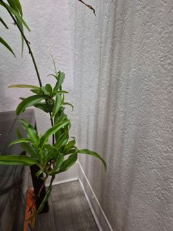 Spider plants