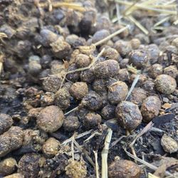 Organic Rabbit Manure