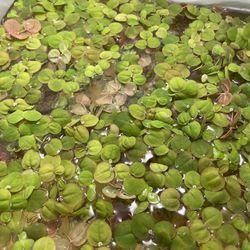 Red Root Floaters