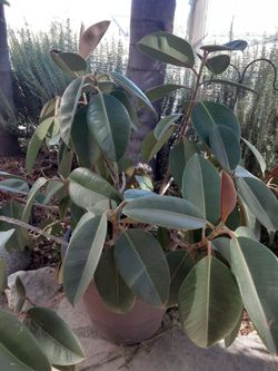 Rubber plant in resine pot.