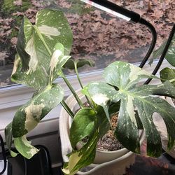 Thai Constellation Monstera