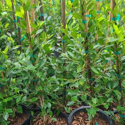 Ficus Nitida Columns 