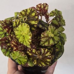 Begonias For Trade Or Sale