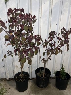 Smoke Tree Royal