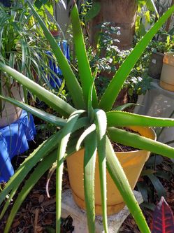 Big Aloe plant