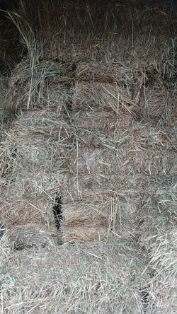 Hay hay hay