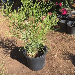 Euphorbia briar patch     55.00