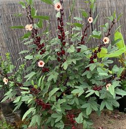 Roselle Hibiscus Plant Starters (Rare)