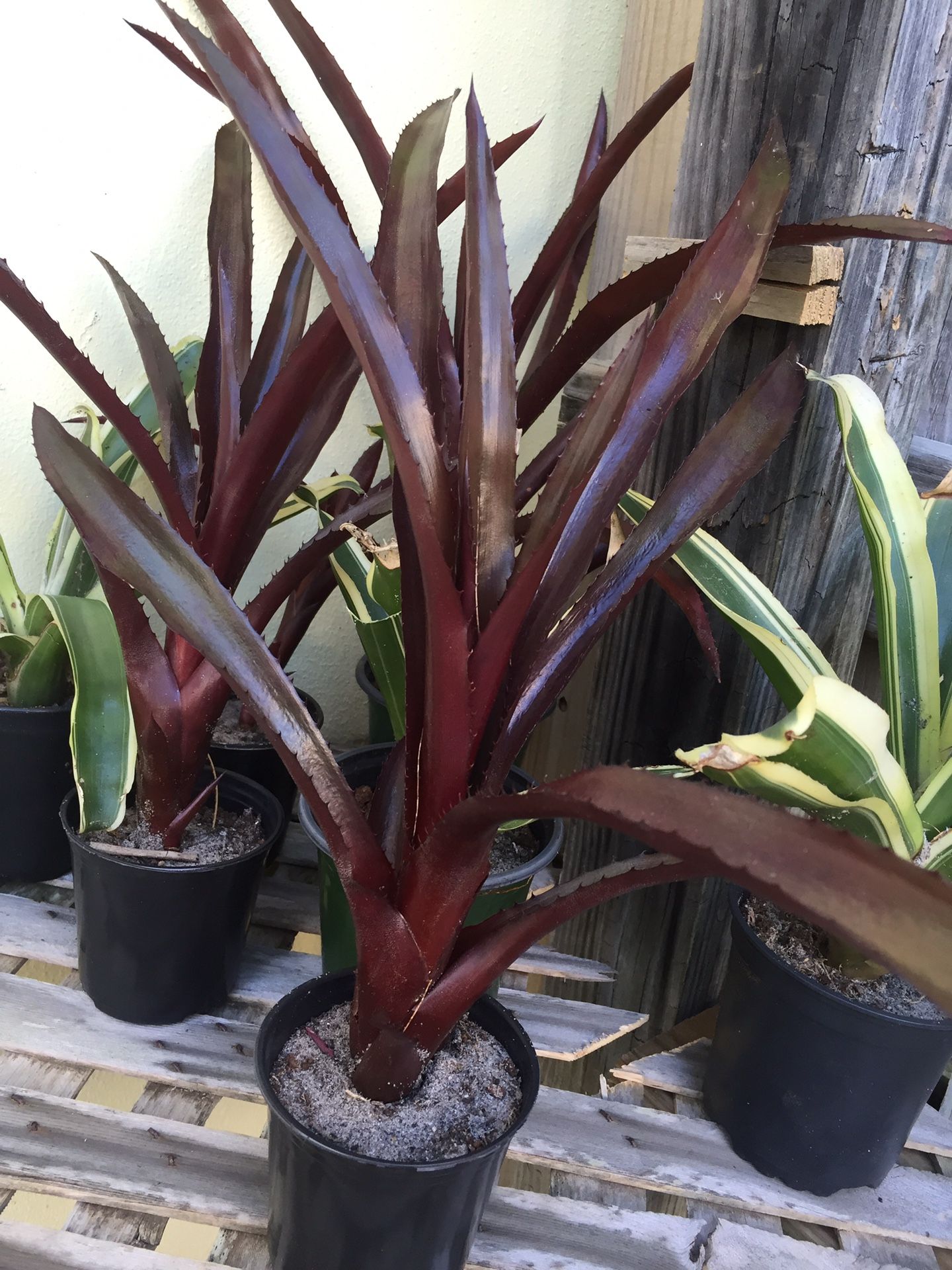 Bromeliads
